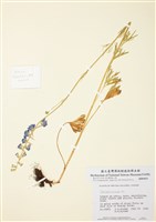 藏品(翠雀屬)的圖片